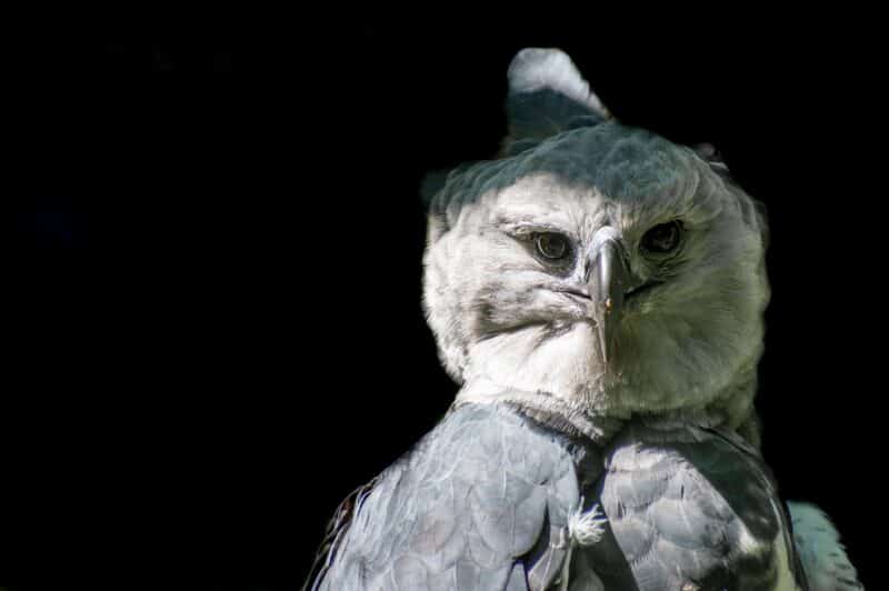 Harpy Eagle - animals that start with h