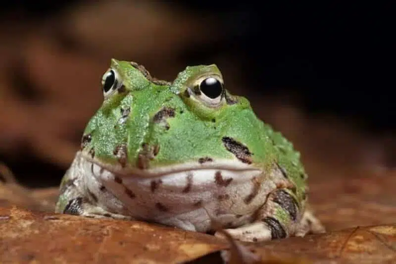 Horned Frog - animals that start with h