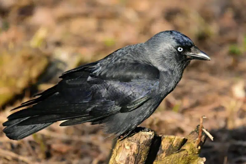 Jackdaw - animals that start with J
