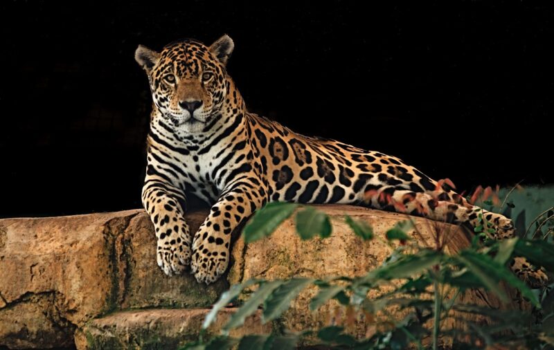 jaguar top 10 animals in the rainforest
