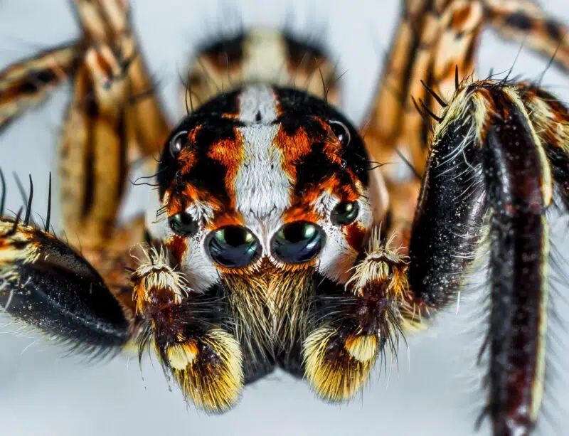 Jumping spider - animals that start with j
