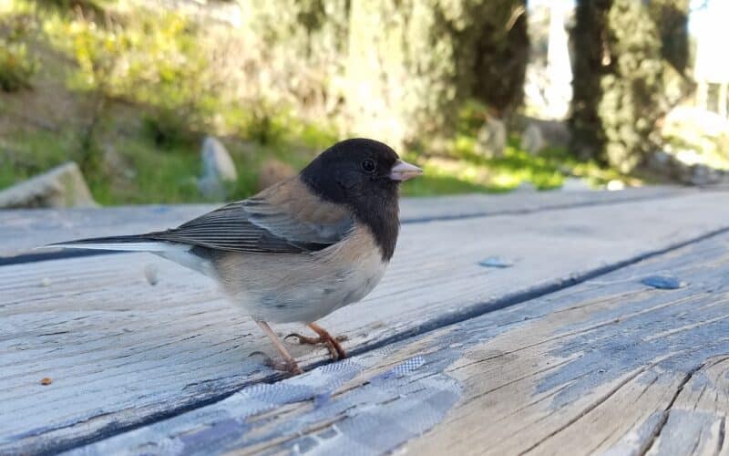 Junco - animals that start with J