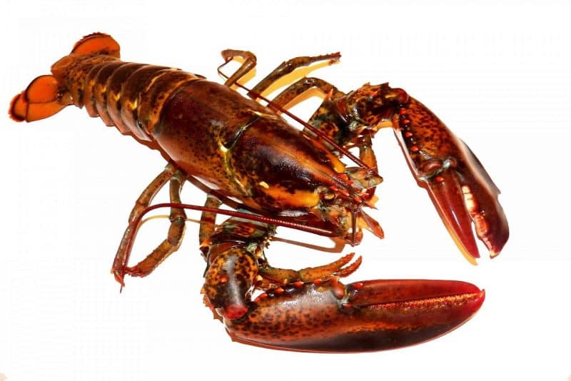 Lobsters - animals that start with l