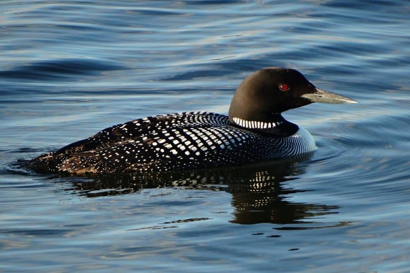 Loon - an animal that starts with l