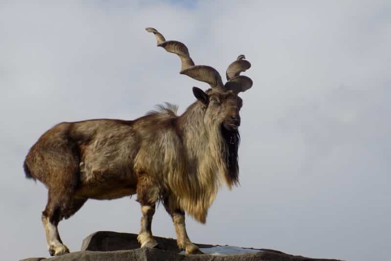 Markhor goat Animal that start with m