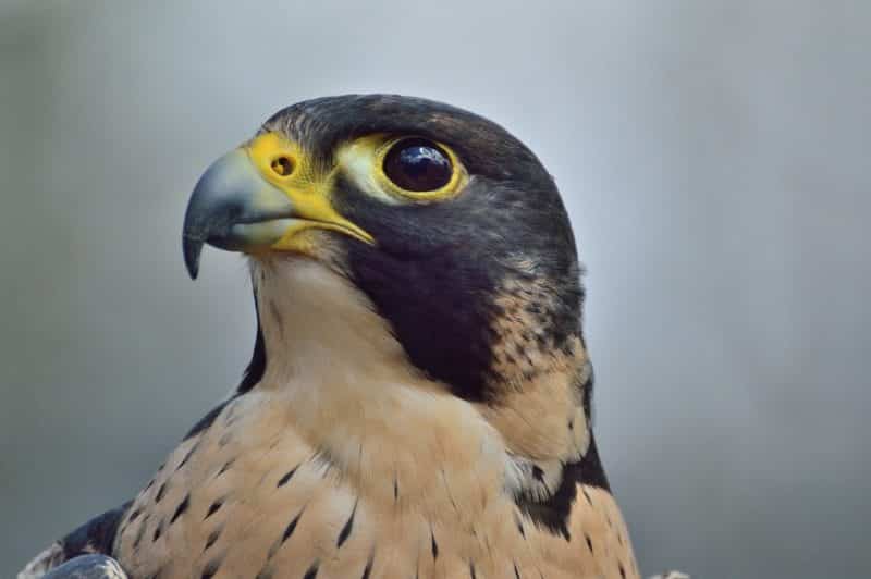 The Top 10 Fastest Animals in The World, Peregrine Falcon