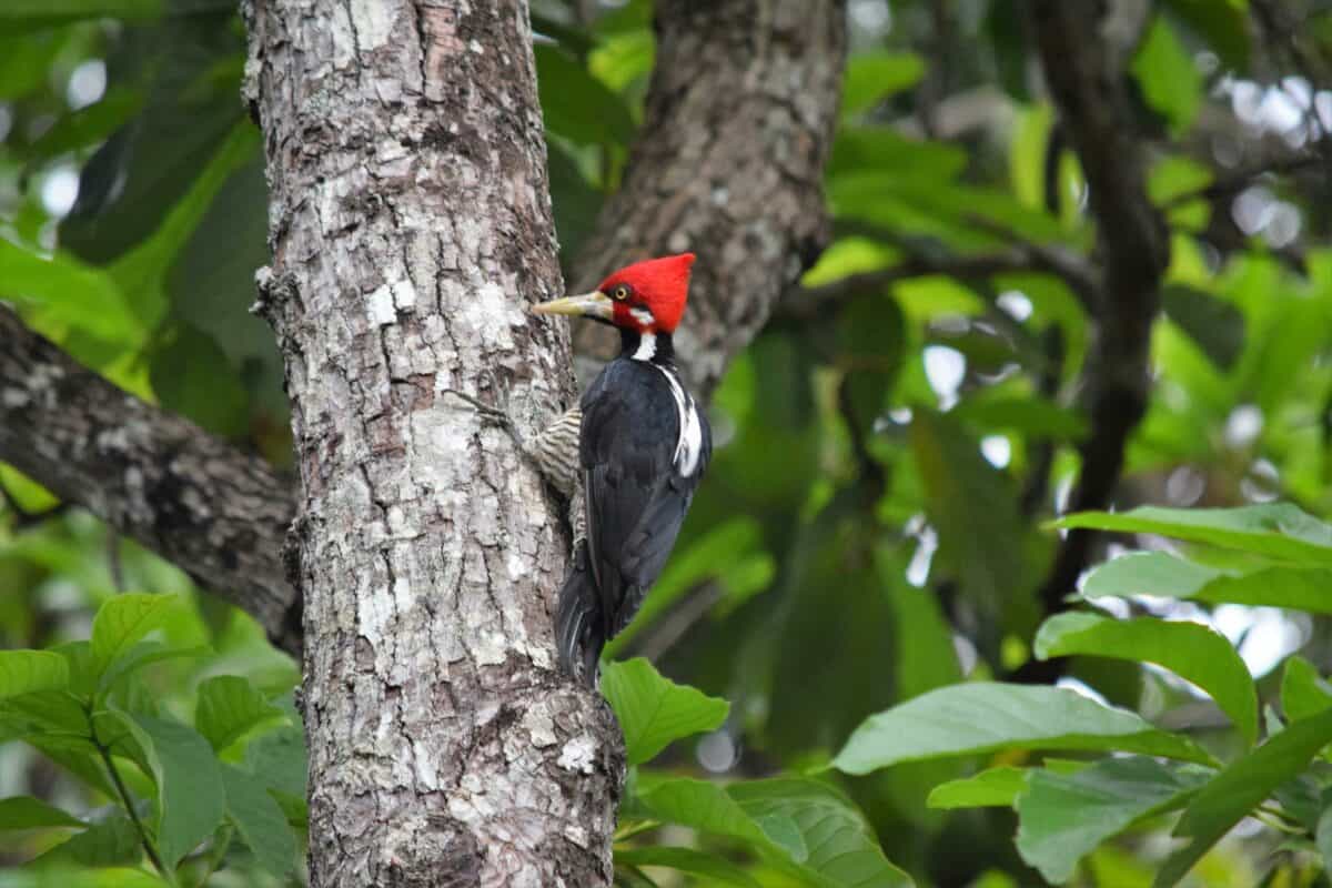 Ivory billed woodpecker