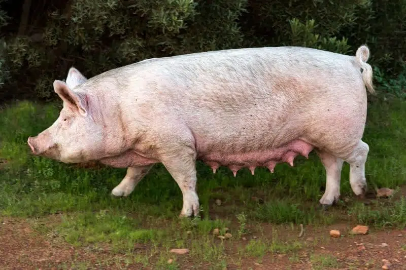 pig top 10 animals that saved lives
