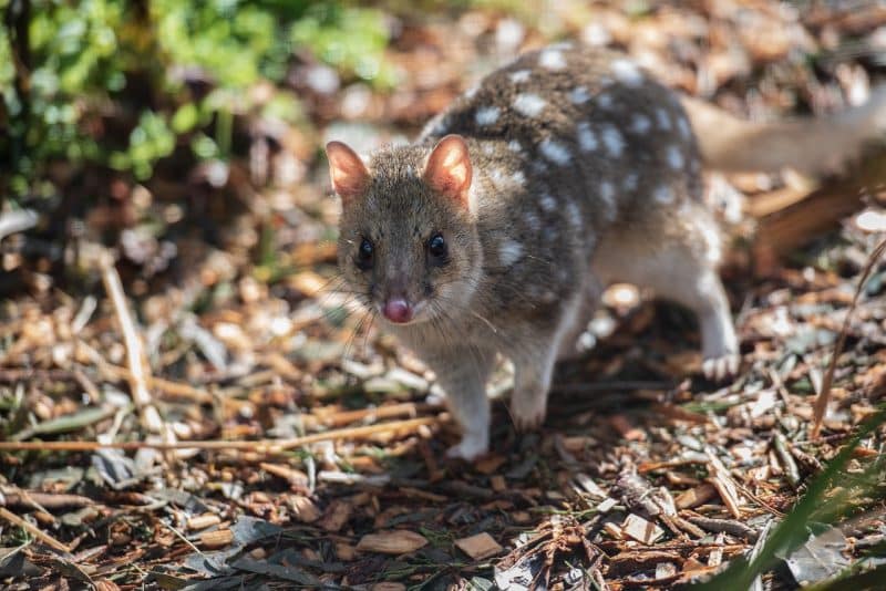 Quoll - animals that start with q