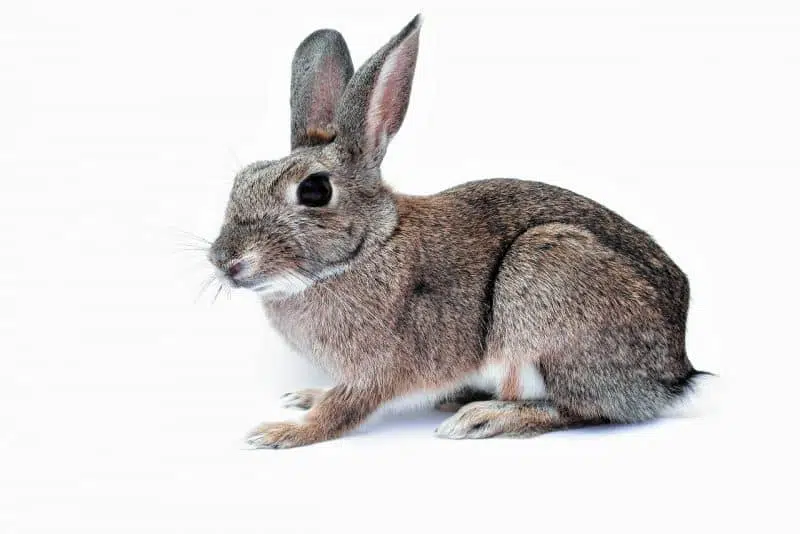 Rabbit - animals that start with r
