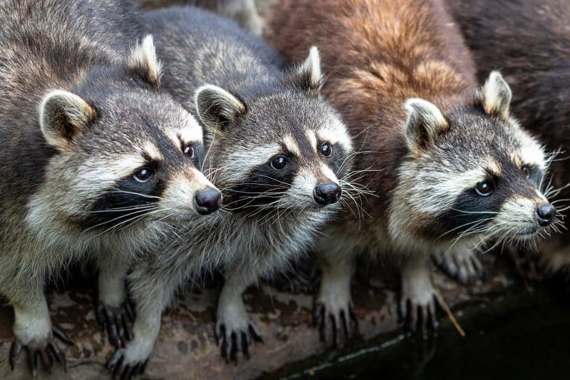 Raccoons - animals that start with b