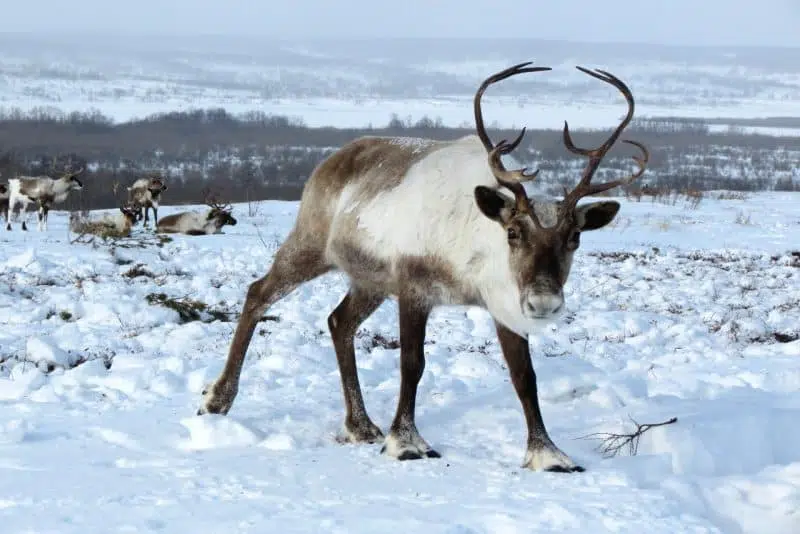 Reindeer - animals that start with r