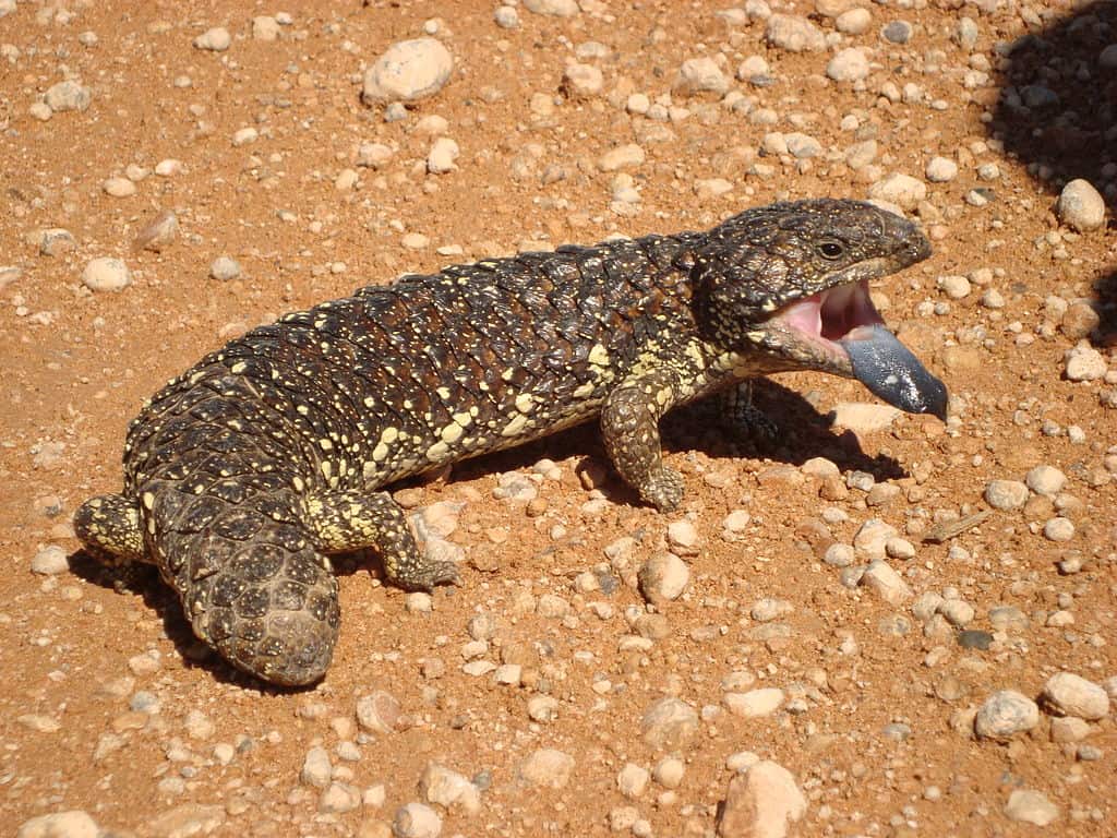 Blue tongue Lizard