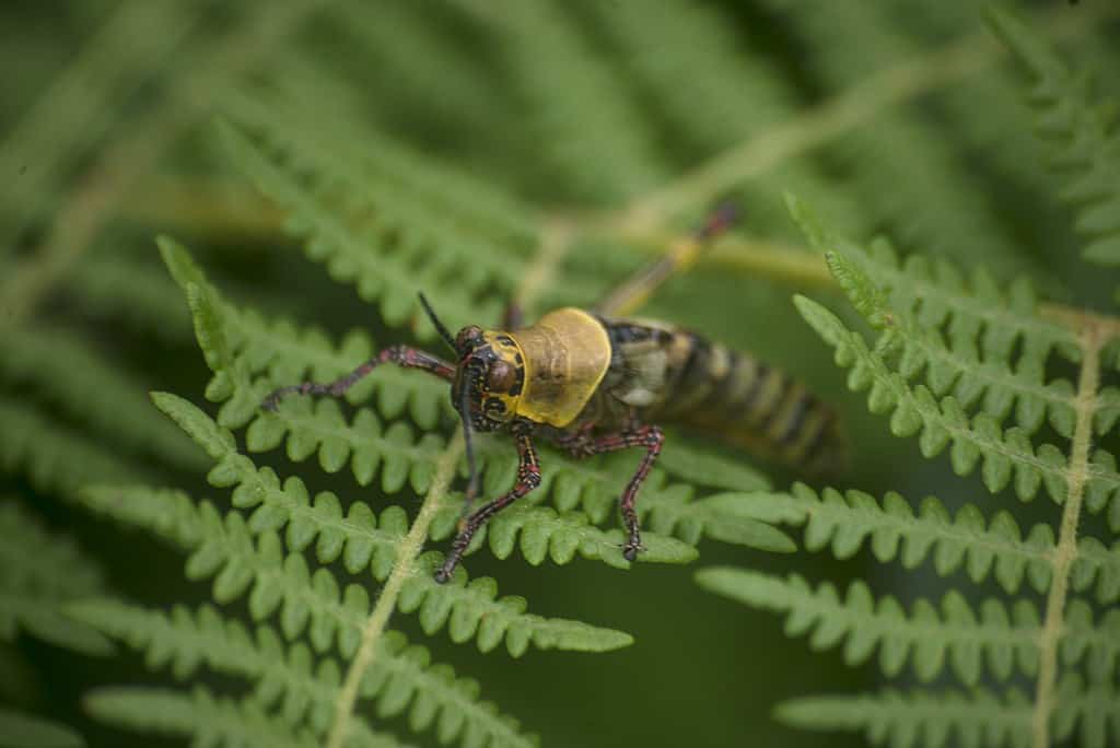 Grass hopper