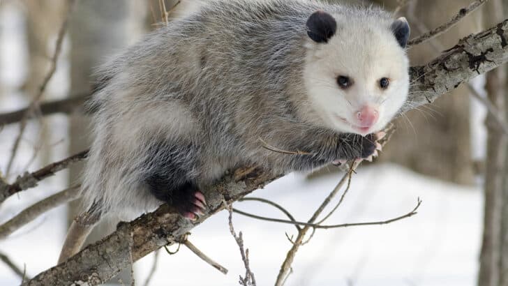 8 Animals With the Strangest Defensive Tactics Ever Seen