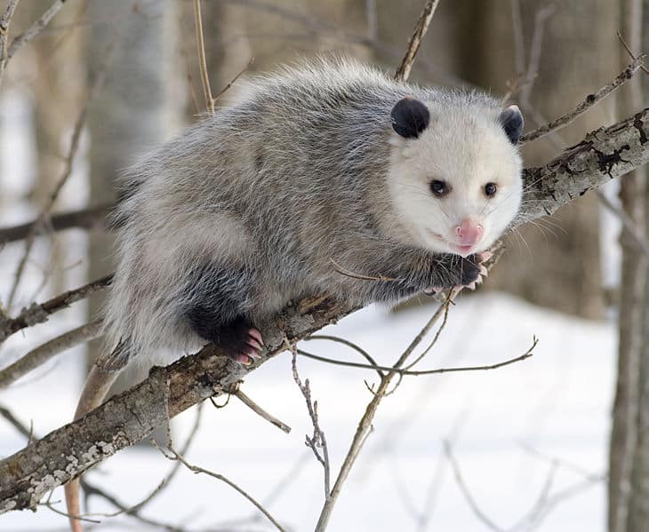 opossum