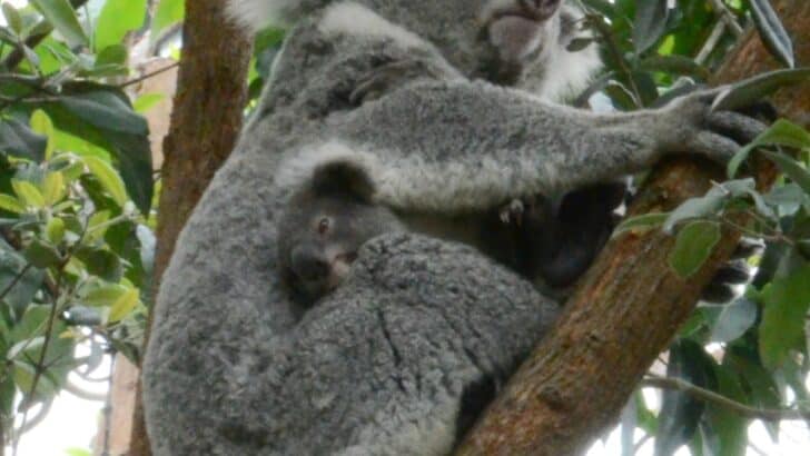 The World’s Top 10 Lazy Animals