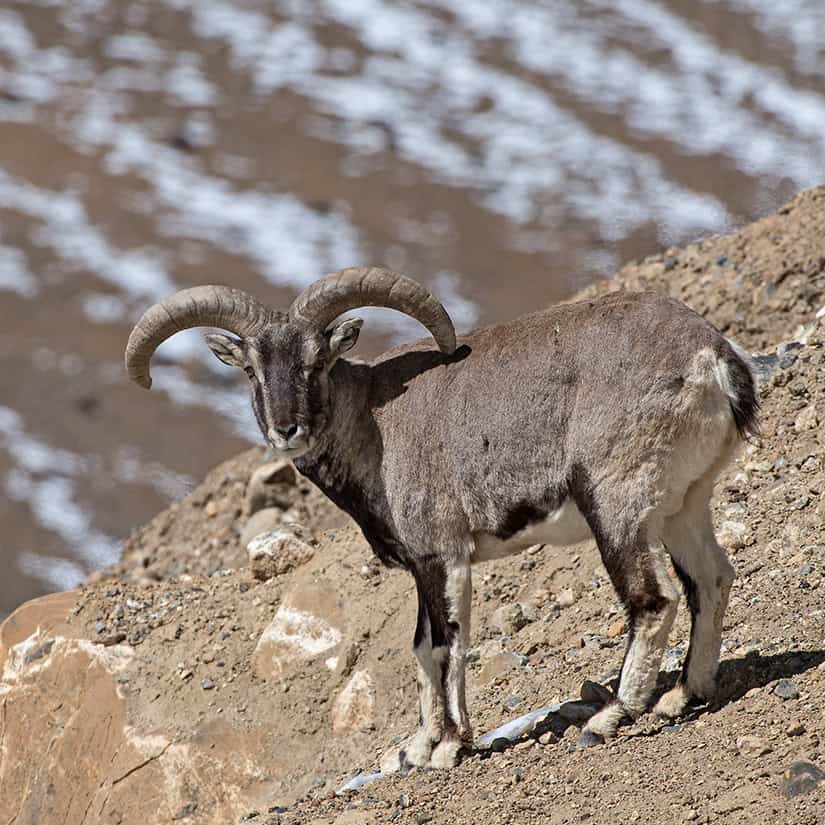 Male Bharal