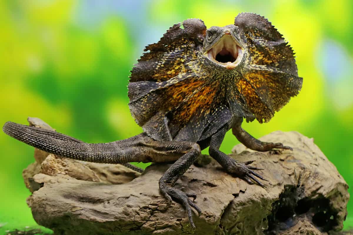 Frilled lizard