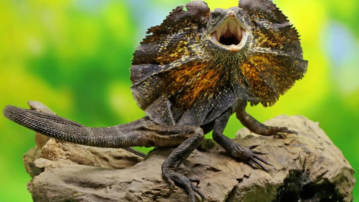 Animals That Start With F