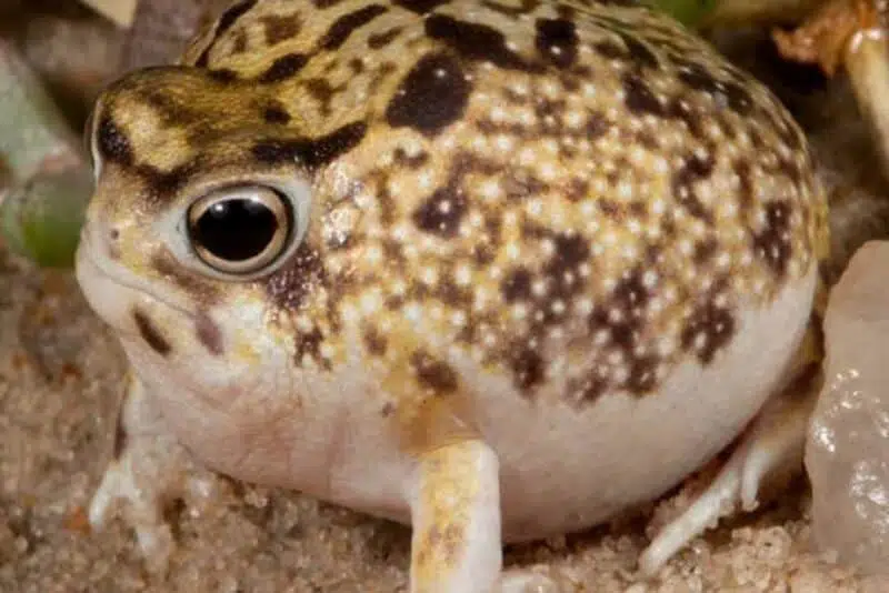 Desert Rain Frog - animals that start with d