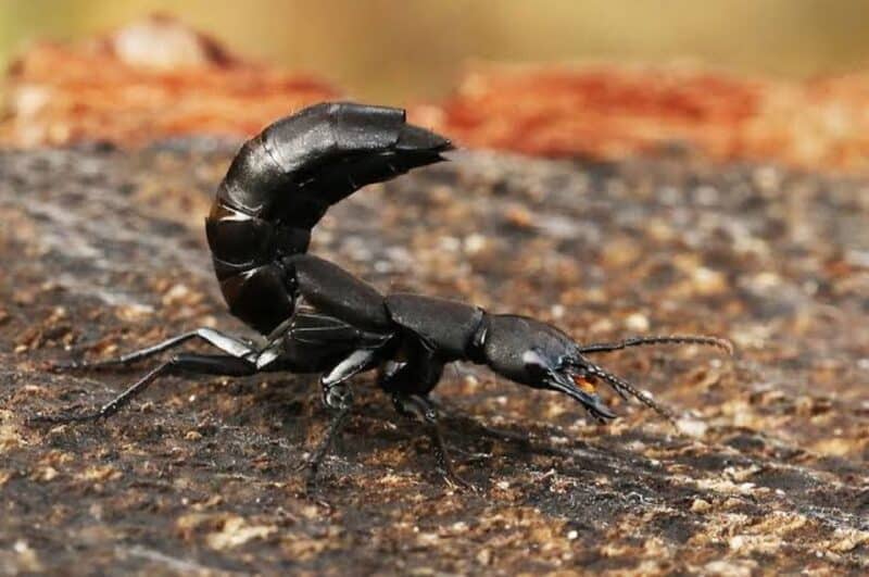 Devil’s Coach Horse Beetle