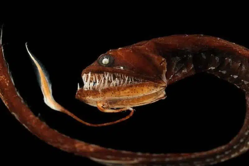 Dragonfish - animals that start with D