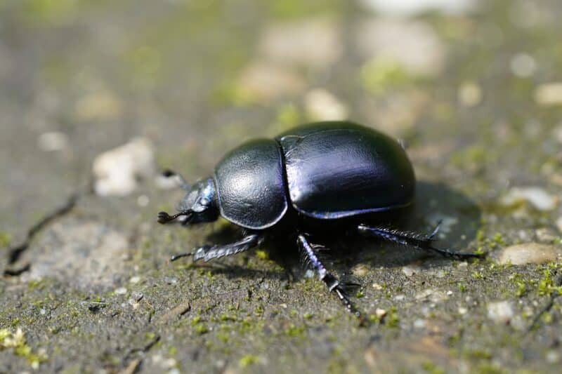 Dung Beetle - animals that start with d