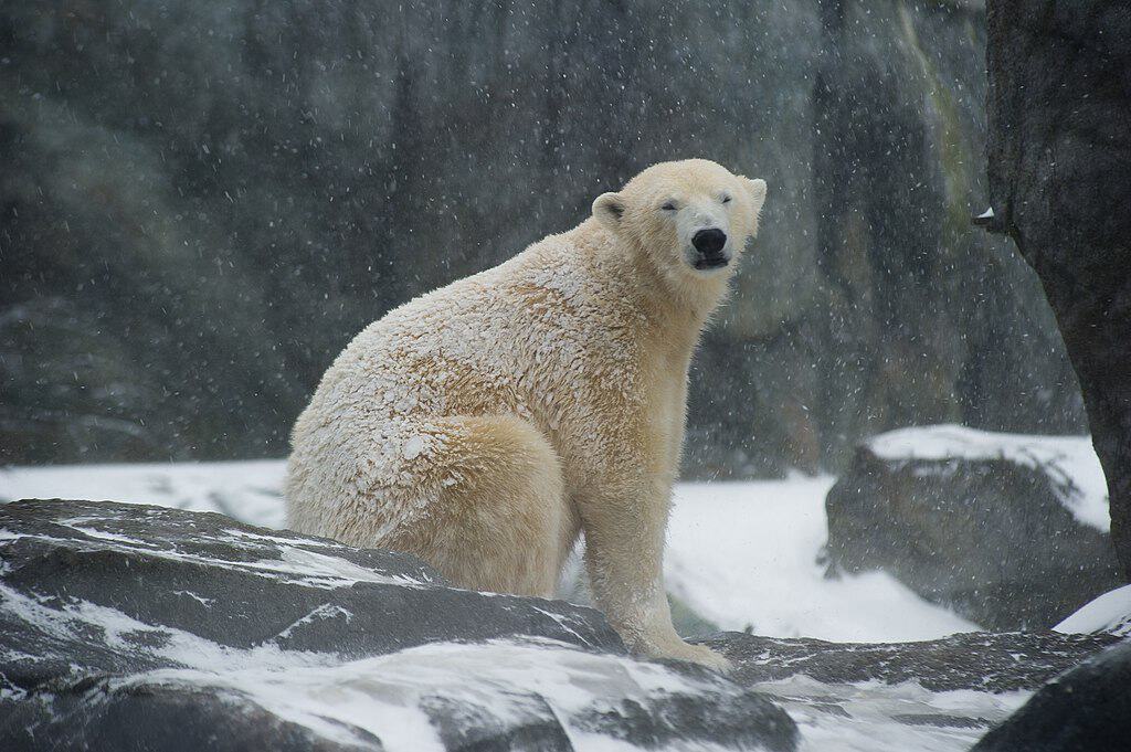 polar bear