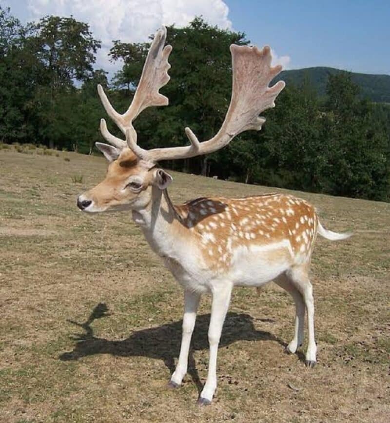 Fallow Deer - animals that start with f