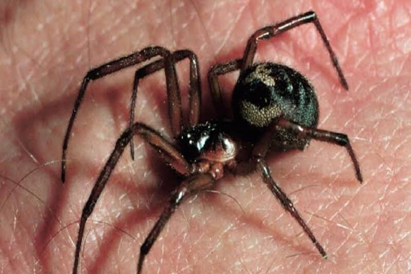 False Widow Spiders