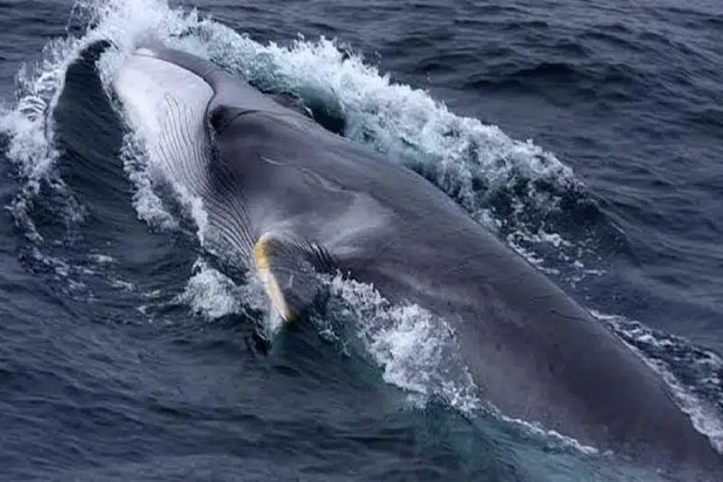 Fin whales - animals that start with f