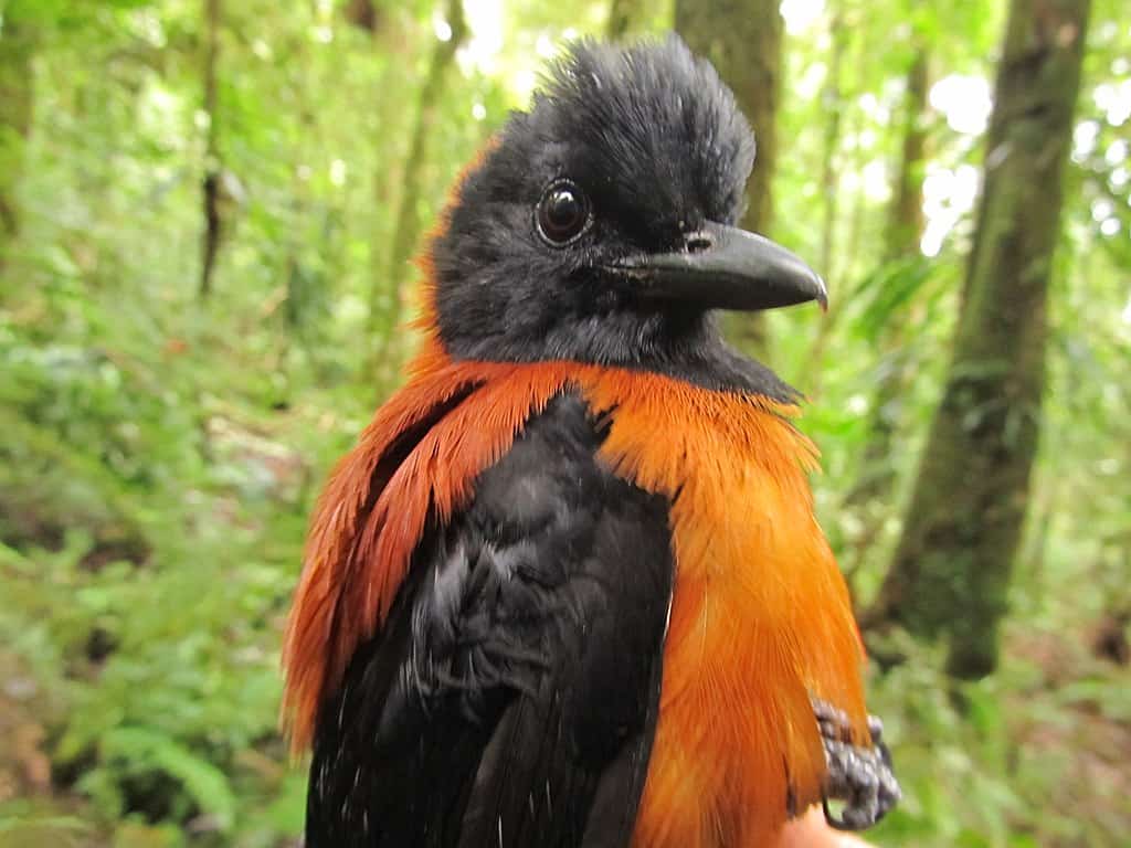 Hooded Pitohui