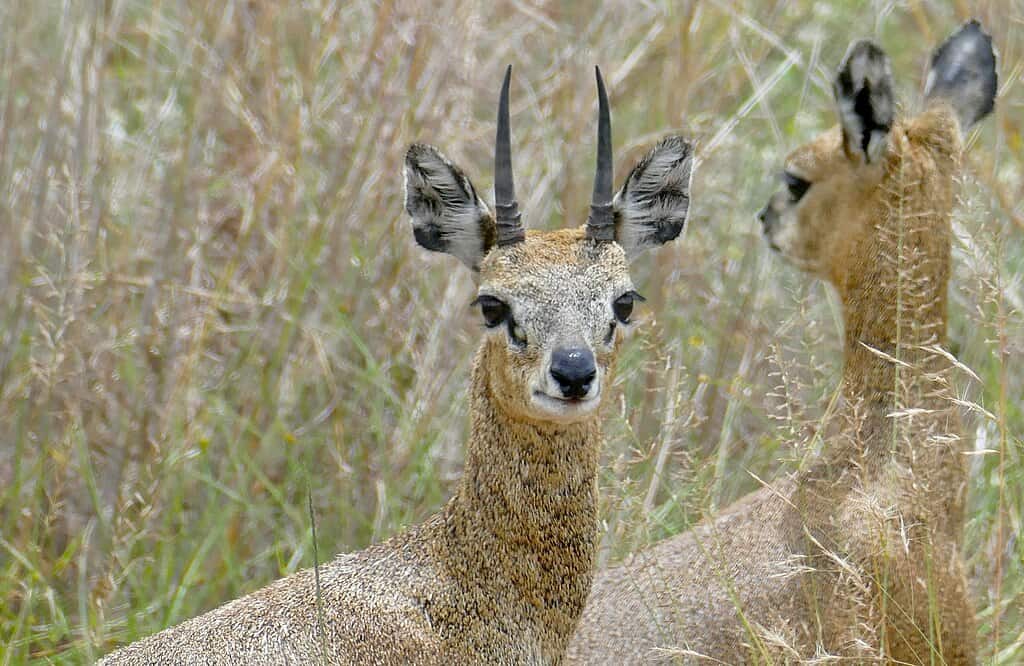 Klipspringer