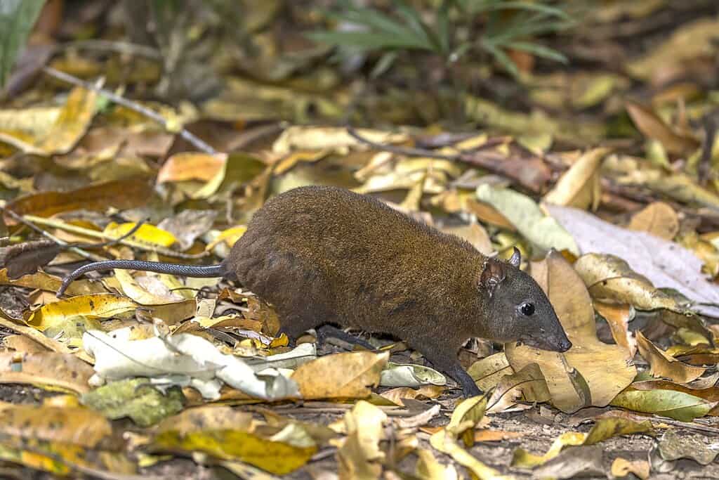 Musky kangaroo rat