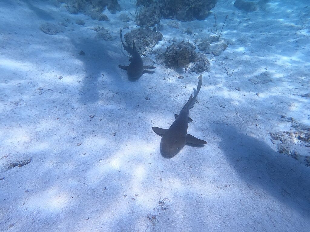 Nurse shark