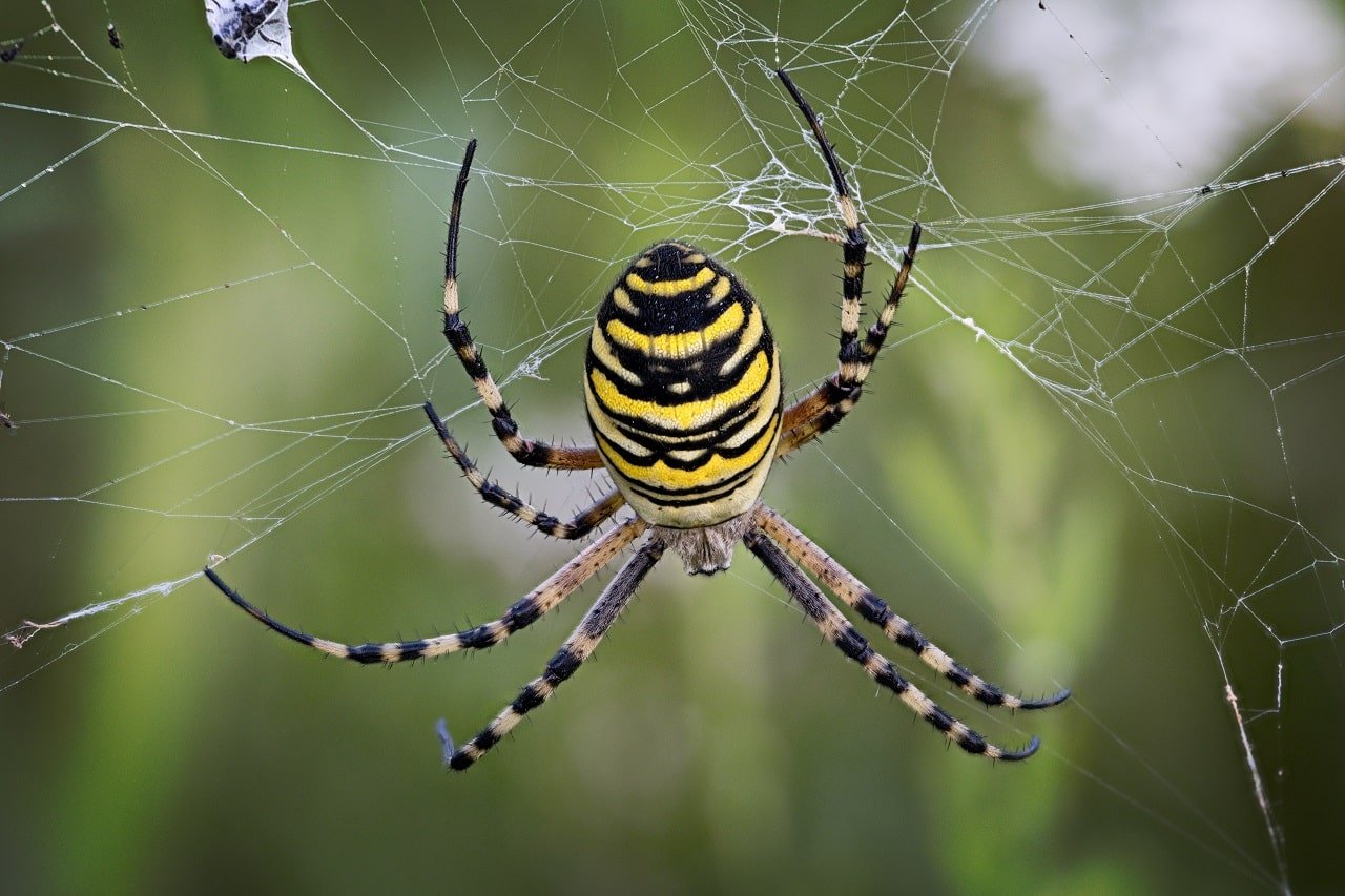 Orb weaver - animals that start with o
