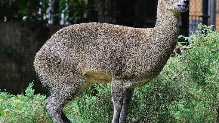 10 Highest Jumping Animals