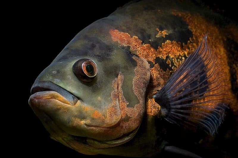 Oscar fish - animals that start with o