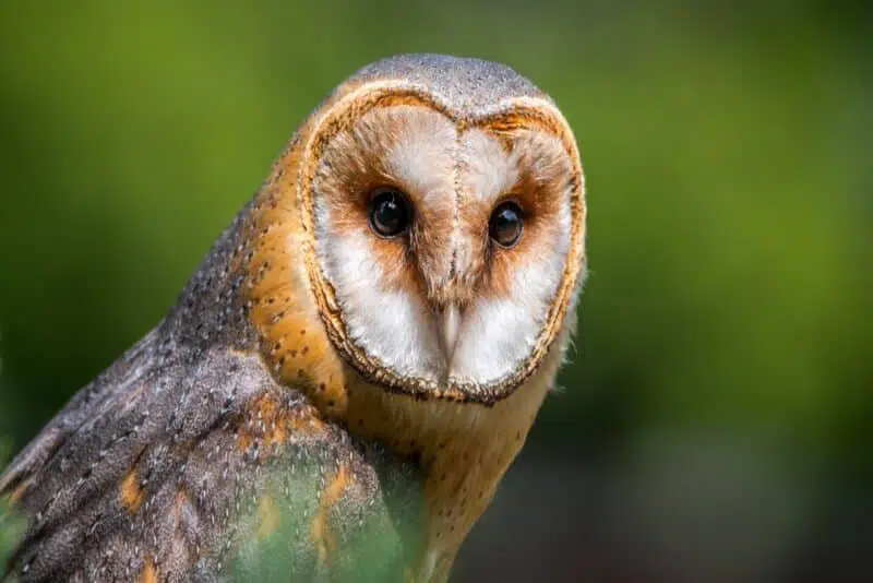 Owl - animals that start with o