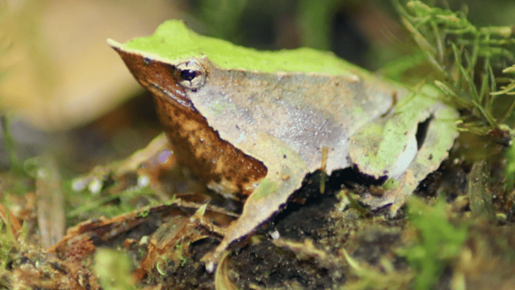 Why Darwin’s Frog Carries Its Young in Its Mouth