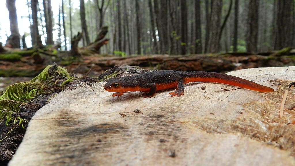 Rough skinned newt