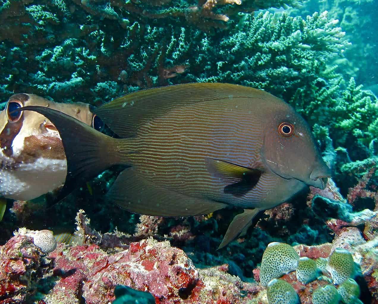 Striated surgeonfish