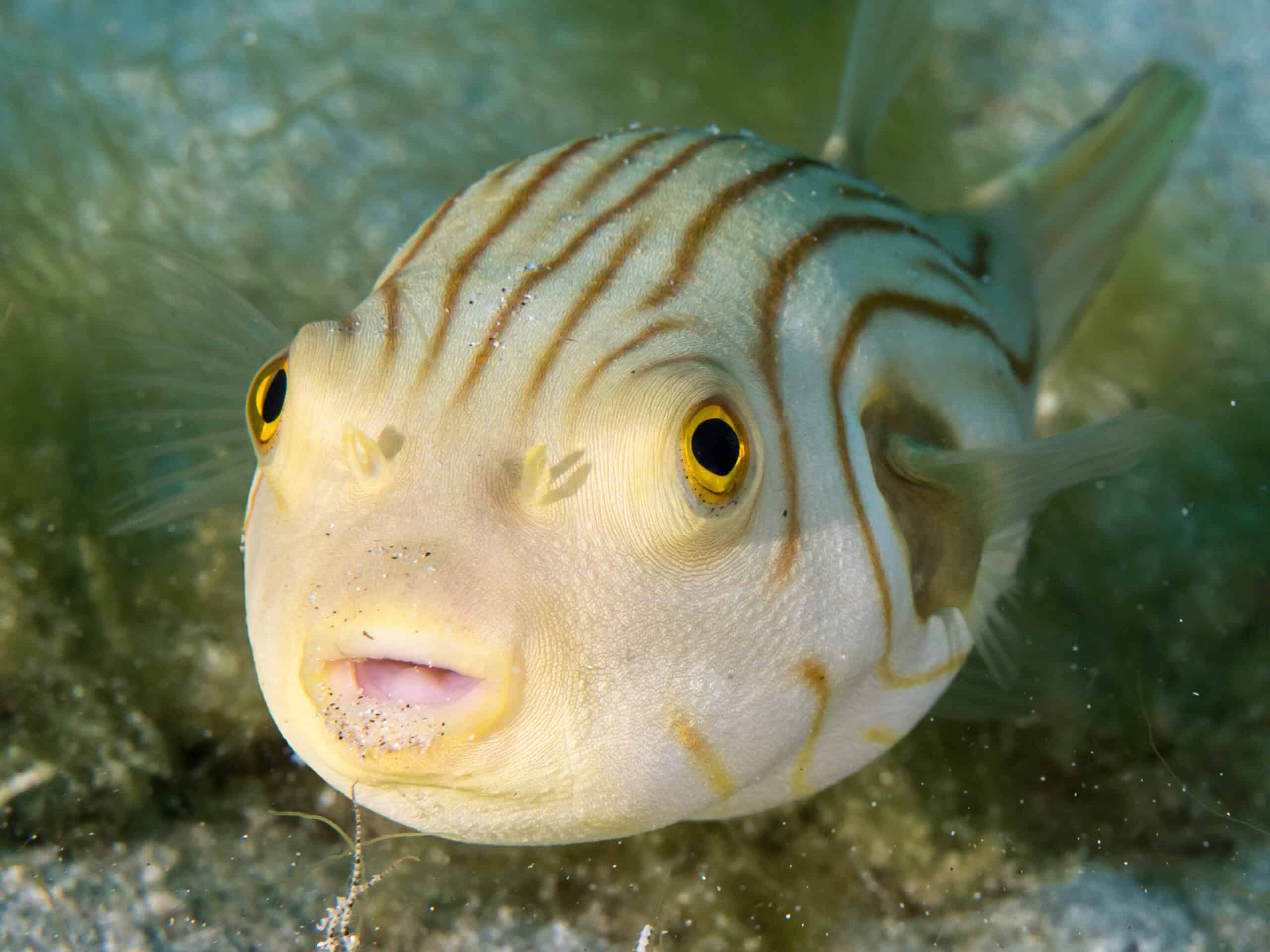 Puffer fish