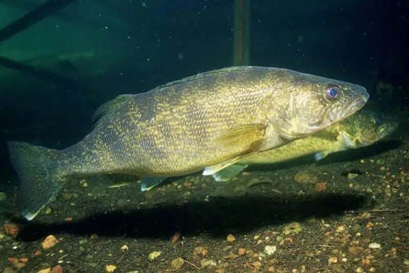 Walleye Fish  - animals that start with w
