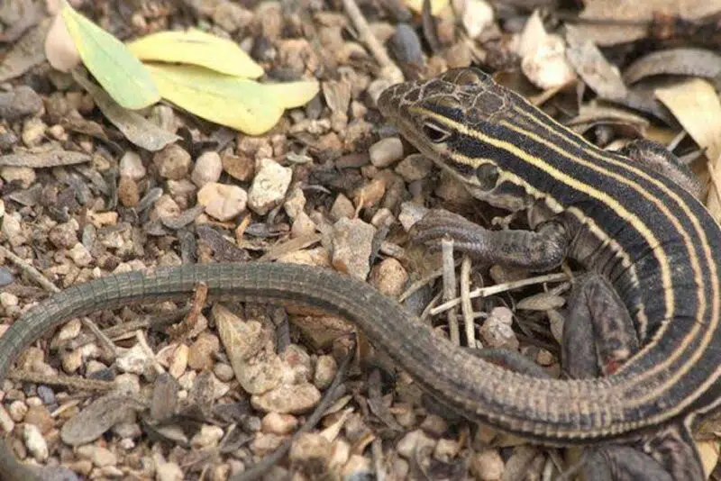 Whiptail Lizard - animals that start with w