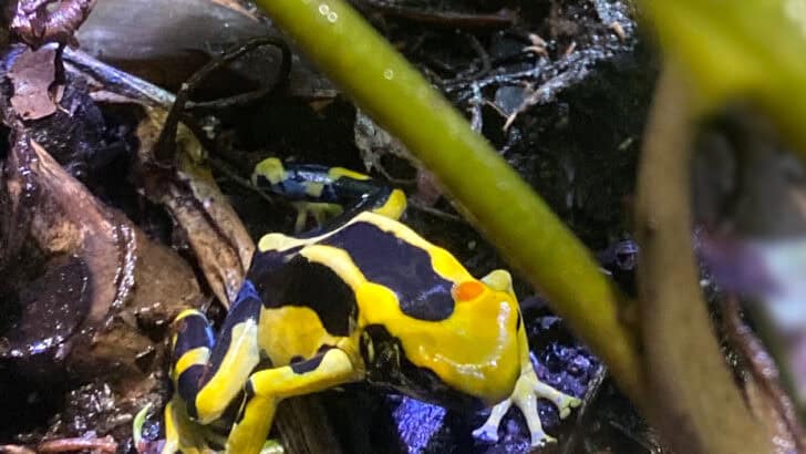 10 Scary Poisonous Animals Around the World