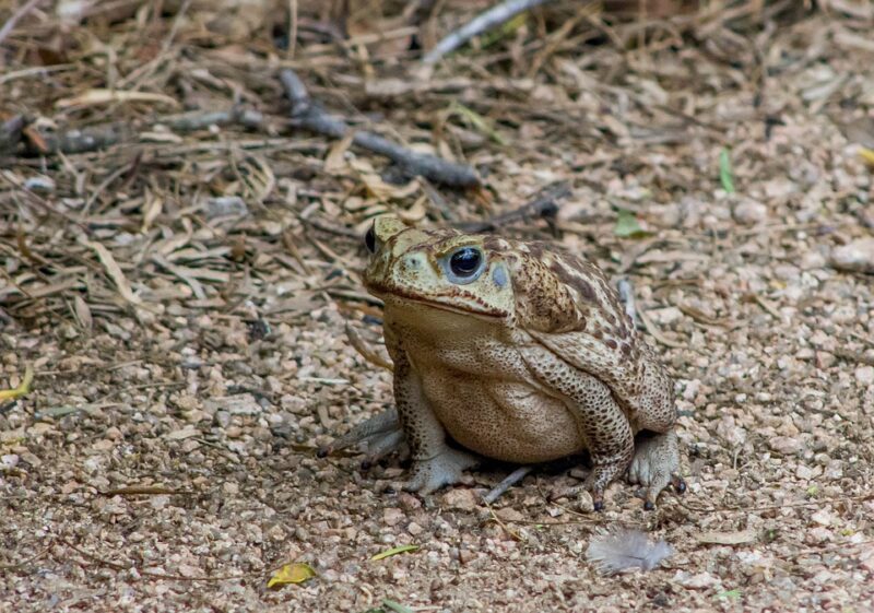 top 10 most poisonous animals in the world: cane toad