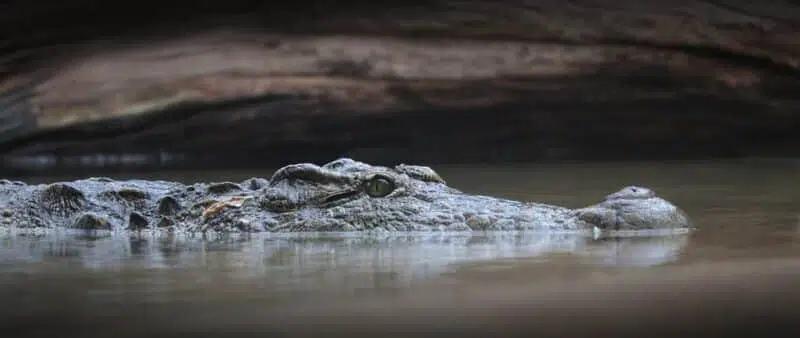 crocodile: : top 10 largest land animals