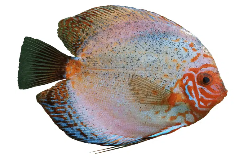 Discus - animals that start with d